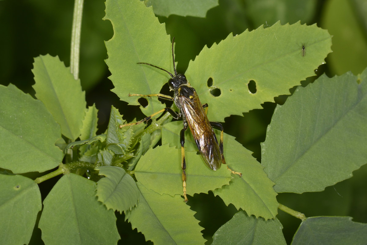 Tenthredinidae N 6: Tenthredo maculata